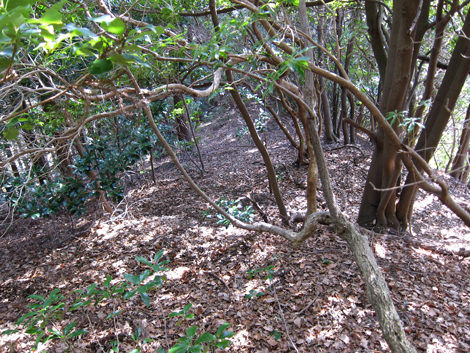 20200204hike (321)